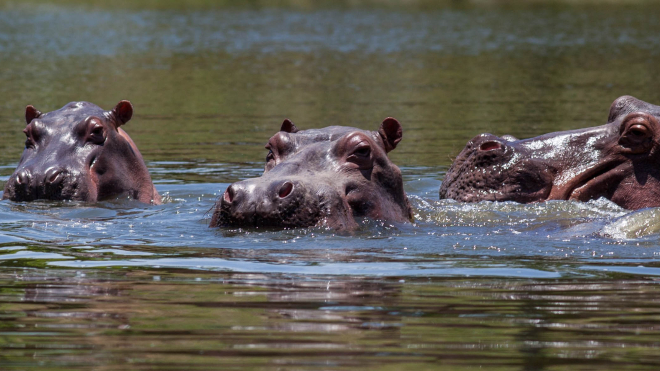 О бегемотах из «зоопарка» Пабло Эскобара все забыли, а они расплодились и освоились в озерах и реках Колумбии. Теперь ученые спорят, смогут ли они заменить вымерших животных