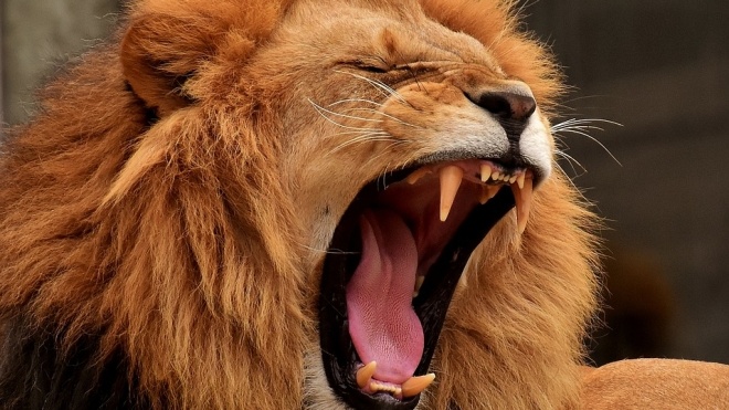 В зоопарке США лев сбежал из клетки и убил 22-летнюю девушку. Она была стажером и любила животных