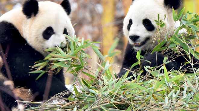 Канадский зоопарк вернет панд в Китай, потому что из-за пандемии у них заканчивается бамбук