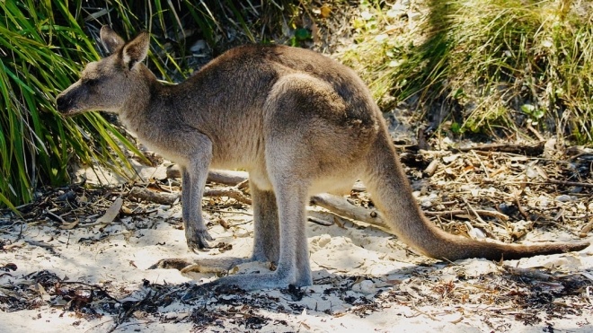 Дослідження: предки кенгуру не вміли стрибати
