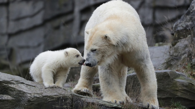 Берлинский зоопарк впервые показал детеныша белого полярного медведя. Она родилась три месяца назад и пока без имени