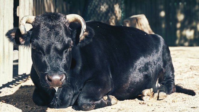 В Кыргызстане принесли в жертву бычка, чтобы «излечить» народ от коронавируса