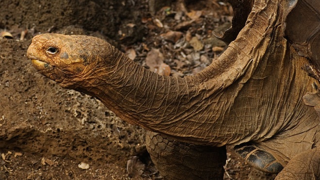 На Галапагоси повертають черепаху Дієго з «надзвичайним» лібідо. Він врятував свій рід від вимирання