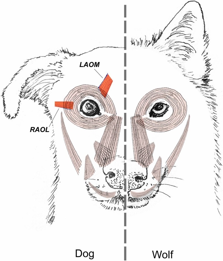 Анатомия мимических мышц собак и волков. Красным показаны мышцы, отвечающие за движение внутренней стороны брови и внешнего уголка глаза до уха