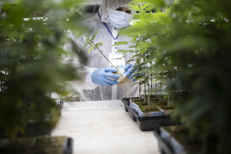 Рабочий осматривает растения каннабиса в помещении для выращивания медицинской марихуаны компании Oaza Alkaloidi в Штипе, Северная Македония; 14 августа 2019 года.