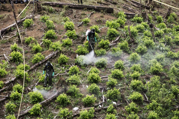 Колумбийские полицейские распыляют глифосат во время уничтожения плантации коки, 8 мая 2020 года.