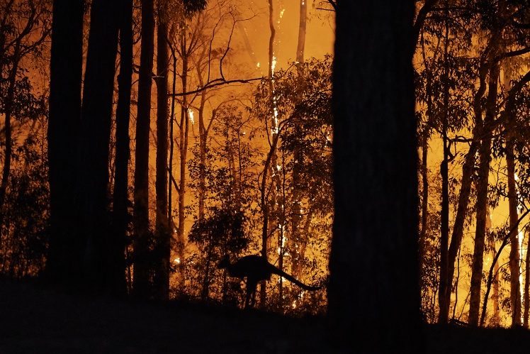 Масштабні лісові пожежі в Австралії, 15 листопада 2019 року.