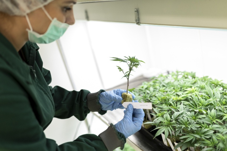 Робітниця перевіряє етикетки в приміщенні для клонування рослин медичної марихуани компанії NYSK Holdings у Скоп'є, Північна Македонія; 15 серпня 2019 року.
