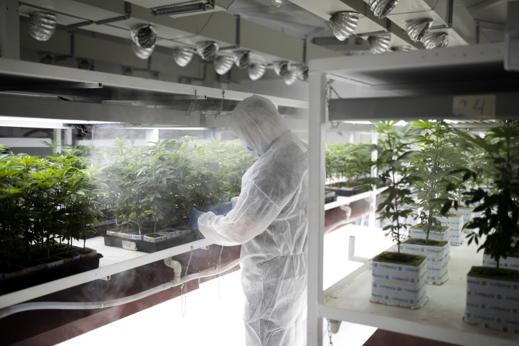Производство по выращиванию медицинской марихуаны компании Oaza Alkaloidi в Штипе, Северная Македония; 14 августа 2019 года.
