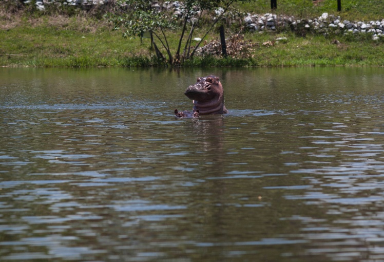 Бегемот в одному з озер неподалік від колишнього маєтку Пабло Ескобара, 19 серпня 2019 року.