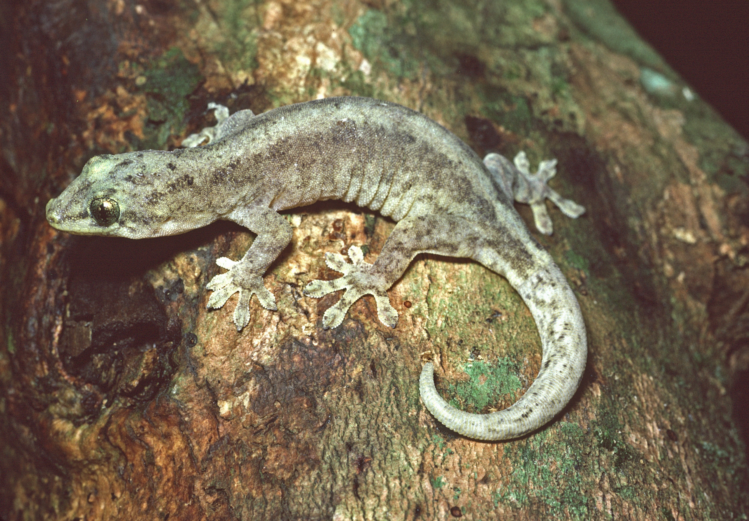 Траурный геккон. Геккон Lepidodactylus. Лугубрисы Гекконы. Геккон Листера. Lepidodactylus lugubris.