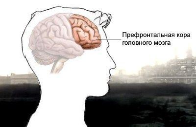 Префронтальна кора головного мозку розташована безпосередньо за лобовою кісткою. Один із її відділів — дорсолатеральний — відповідає за здатність людини відчувати та оцінювати емоції