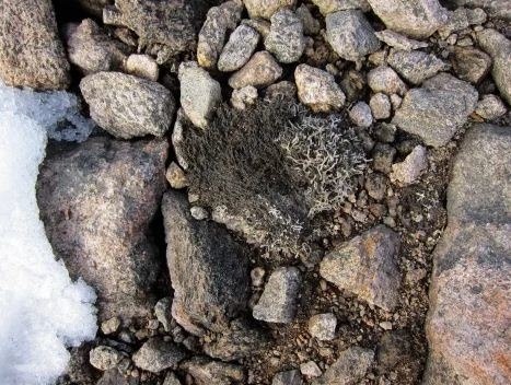 Древний мох из-подо льда на острове Баффетова Земля.