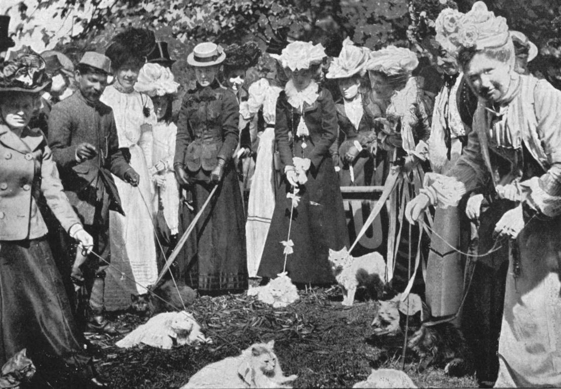 Судейство кошек на выставке в Королевском ботаническом саду в Лондоне, 1900—1901 годы.