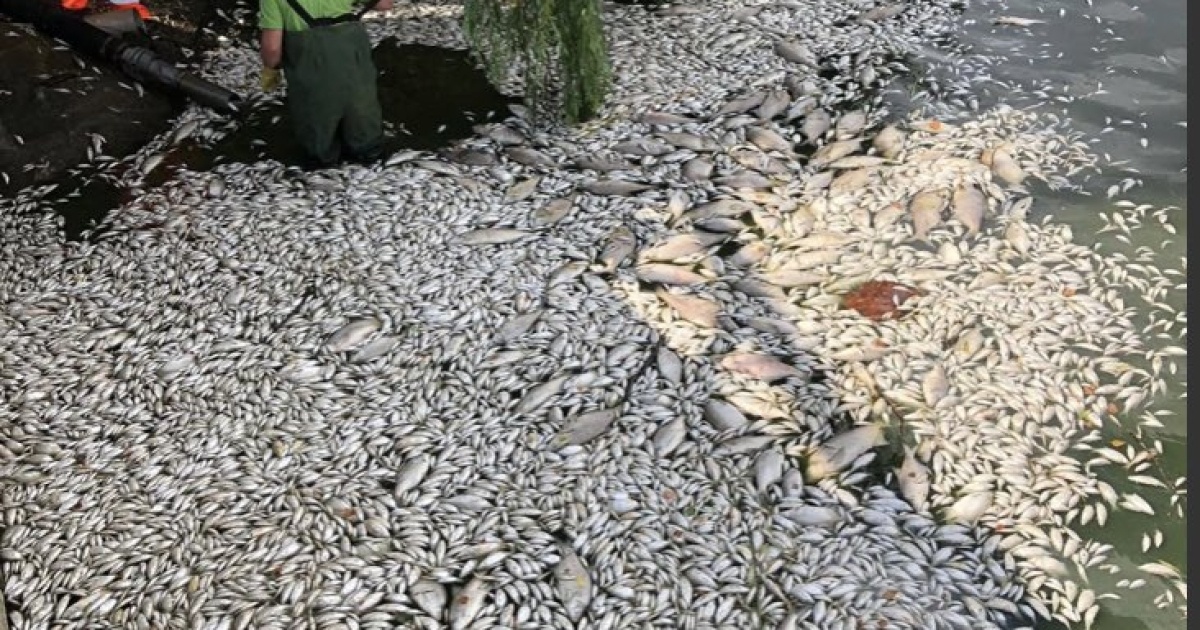 Mass fish die-off in German-Polish river blamed on unknown toxic