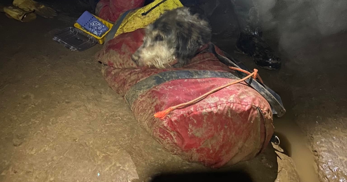 In the USA, researchers accidentally found a dog in a 35-kilometer cave. 