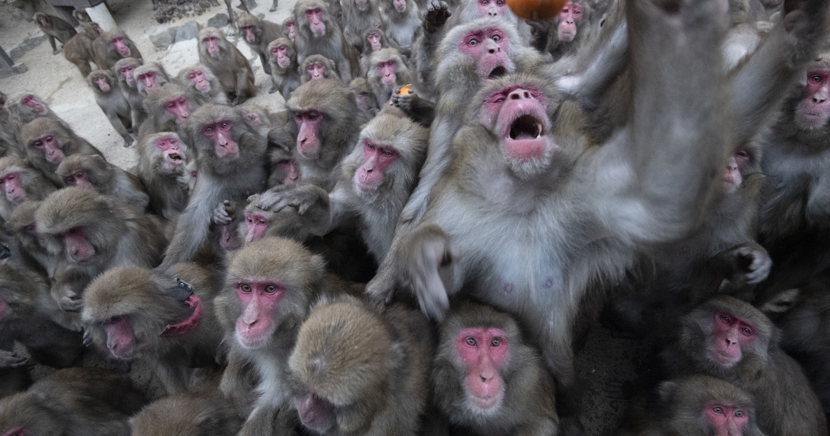 In Japan, wild macaques attack people