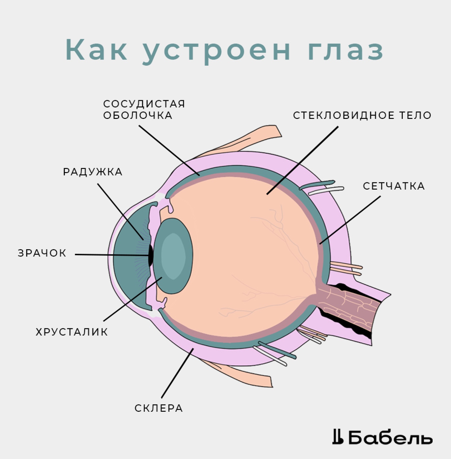 Глазной хрусталик. Строение хрусталика глаза. Анатомия хрусталика глаза. Хрусталик глаза схема. Хрусталик для глаза американский.