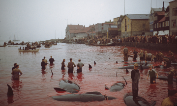 На Фарерських островах мисливці вбили півтори тисячі дельфінів. Це ж жорстоко! Так, але цій традиції сотні років, і так роблять не тільки фарерці. А деяким народам досі важко вижити без полювання