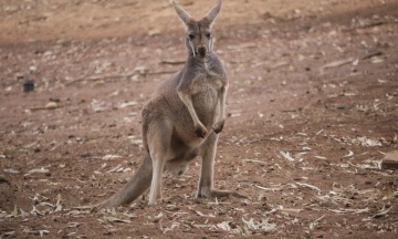 A kangaroo killed a man who kept it as a pet in Australia