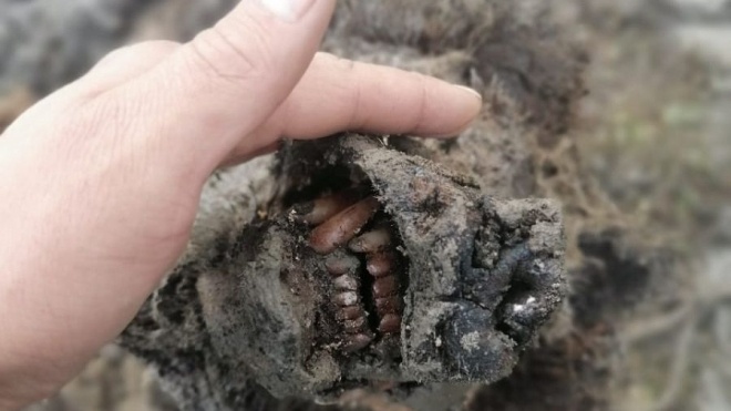 В Якутії знайшли повністю збереженого печерного ведмедя, який жив 40 тисяч років тому
