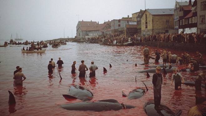 На Фарерских островах охотники убили полторы тысячи дельфинов. Это же жестоко! — Да, но этой традиции сотни лет, и не только фарерцы так делают. А некоторым народам до сих пор трудно выжить без охоты