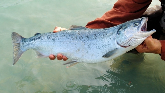 В Шотландии почти 50 тыс. лососей «сбежали» с рыбной фермы. Экологи опасаются негативных последствий