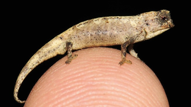 Науковці знайшли найменшу у світі ящірку. Вона настільки крихітна, що може поміститися на кінчику пальця
