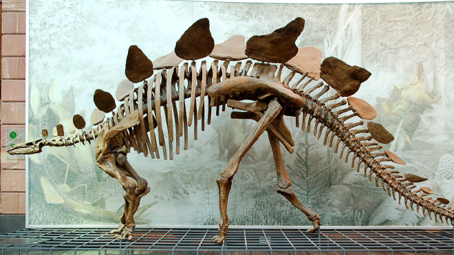 У Шотландії дослідниця бігла узбережжям й випадково натрапила на кістку динозавра, якій 166 мільйонів років