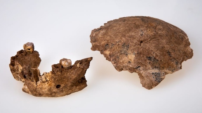 Археологи открыли новый вид предка человека. Он может быть связующим звеном между неандертальцами и Homo sapiens