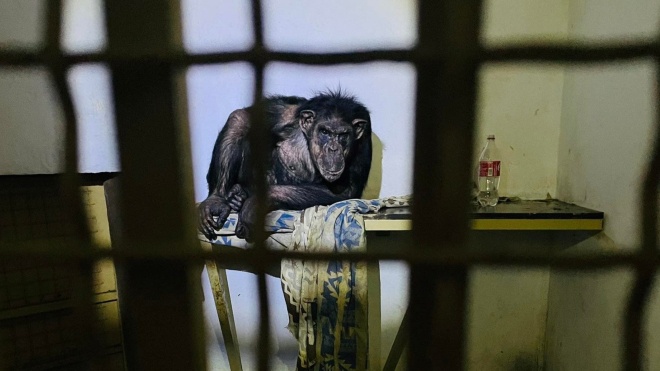 “If the occupiers havenʼt driven out there, the animals would start dying en masse.” Mykhailo Pinchuk, the director of the “XII months” Zoo in Kyiv oblast, tells how the animals and employees survived