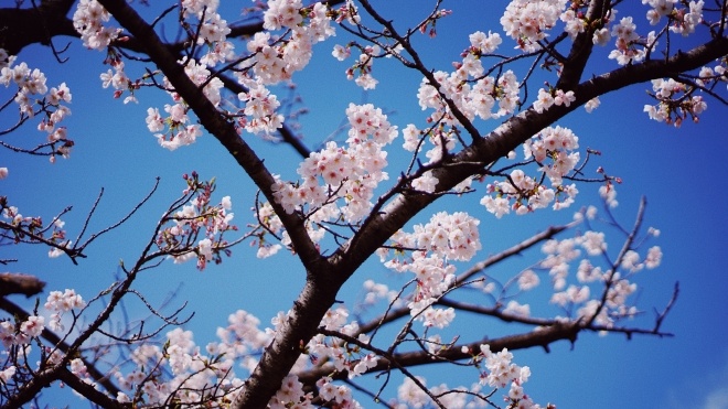 В Вашингтоне пик цветения сакуры наступил раньше на 6 дней, чем 100 лет назад — вероятно, из-за глобального потепления