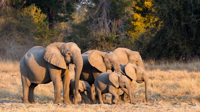 Ученые доказали, что африканские слоны утратили свои бивни из-за браконьеров