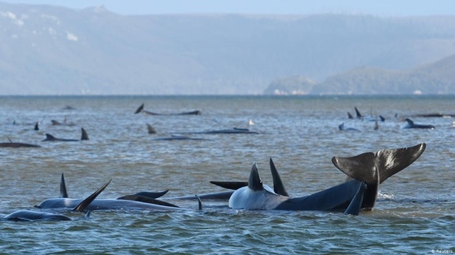 У берегов Тасмании погибли почти 400 китов