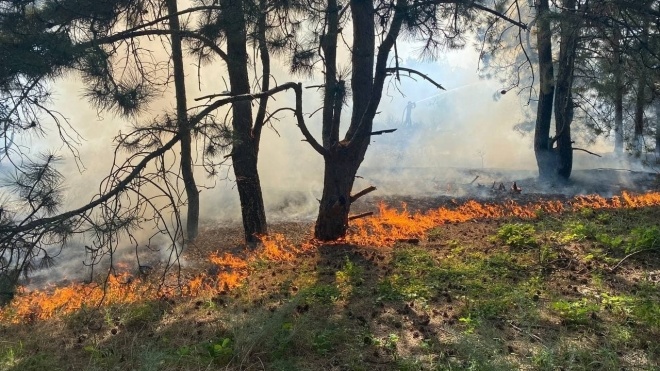 На острові Хортиця сталася пожежа. Згорів гектар заповідника, поліція проводить перевірку