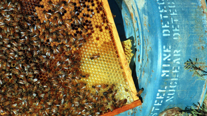 Пчел можно выдрессировать находить мины по запаху. В Хорватии на это потратили годы, подключили дроны и искусственный интеллект. И такой метод, похоже, работает