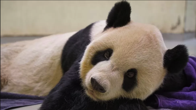 У Тайвані помер панда Туан Туан, якого країні подарував Китай