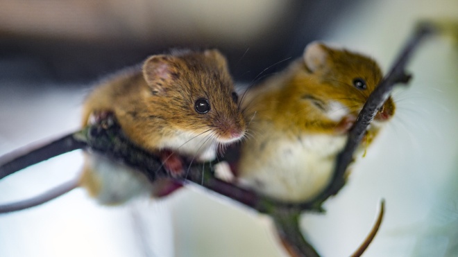 «Ловим по 600 особей в день». Один из штатов в Австралии переживает крупнейшее за десятилетия нашествие мышей
