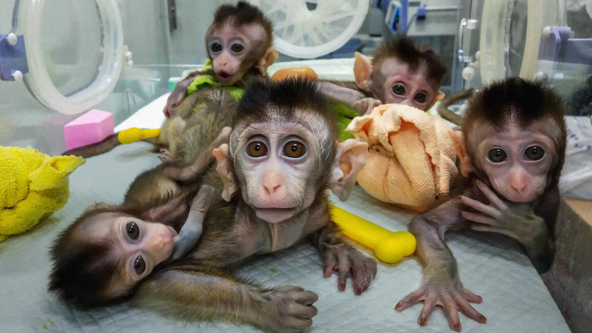 В мире заканчиваются главные подопытные для вакцин от коронавируса — обезьяны. Раньше все покупали их в Китае, теперь ученые говорят, что нужен свой «стратегический запас». По материалу NYT