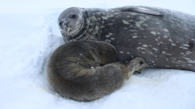 Українські полярники обрали ім’я тюленятку, яке народилося на станції. Воно досить традиційне