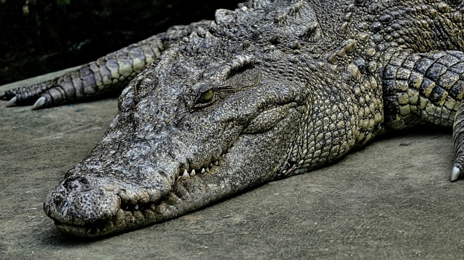 В Австралии в крокодиле нашли останки рыбака, пропавшего несколько дней назад. Это уже третье нападение за месяц