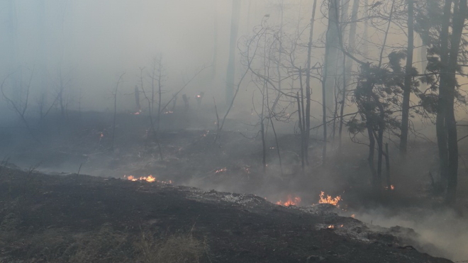 У Харківській області через масштабну лісову пожежу оголосили надзвичайну ситуацію