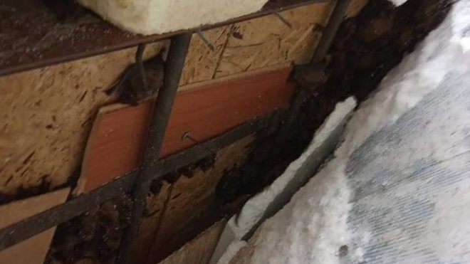 На балконі однієї із квартир у Дніпрі знайшли 500 кажанів