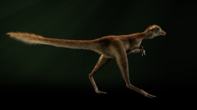 Ученые впервые нашли окаменелости детеныша тираннозавра. Предполагают, что он был размером с собаку