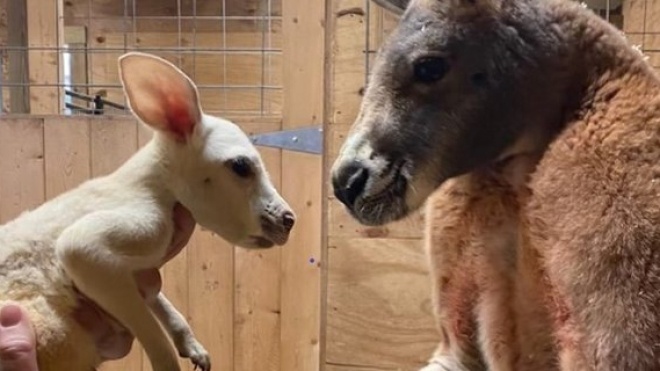 В зоопарке США родился кенгуру с редким заболеванием — у него белая шерсть