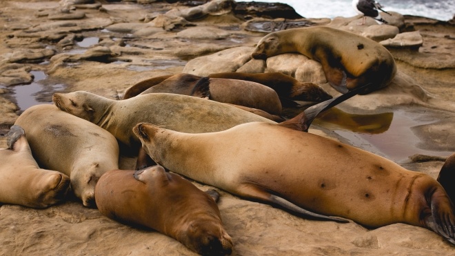 В Намибии на побережье обнаружили более 7 тысяч мертвых тюленей. Причиной гибели может быть голод