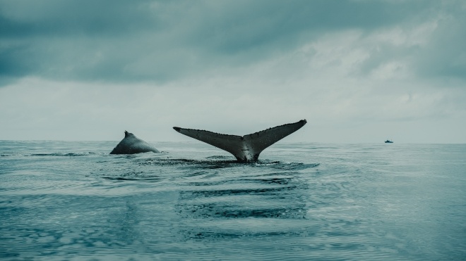 У Шрі-Ланці на узбережжя викинулось майже 100 китів. Рятувальники заштовхали їх назад в океан