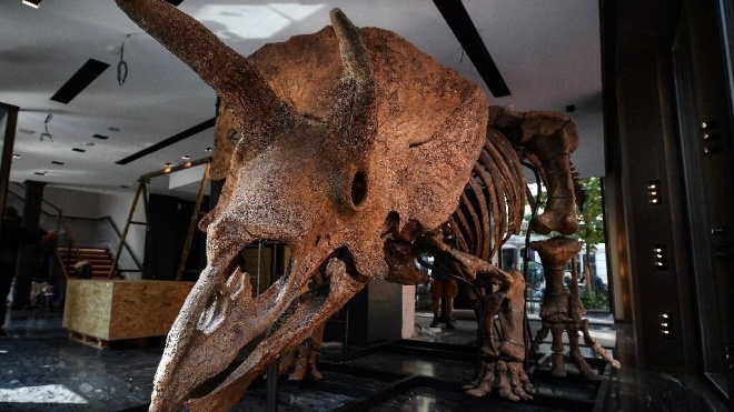 На аукционе в Париже за €6,6 млн продали самый крупный скелет трицератопса