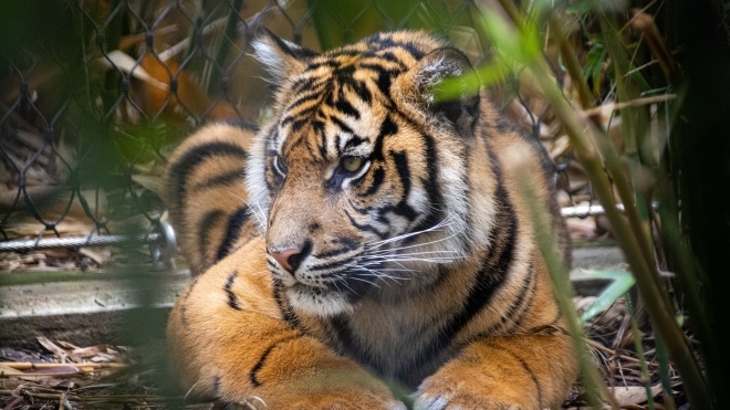 На острові Борнео із зоопарку втекли дві тигриці унікального виду. Одну з них застрелили