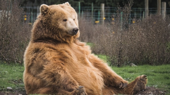 Минюст безвозмездно передал конфискованных медведей и львов благотворительным фондам и природному парку